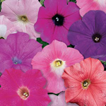 http://www.floratom.ro/img/produse/thumb/Petunia%20grandiflora.jpg